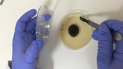 İnönü Üniversitesi Mühendislik Fakültesi Gıda