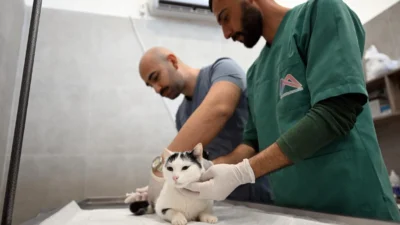 Kediler bu merkezde kısırlaştırılacak Kediler bu merkezde kısırlaştırılacak