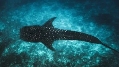  Uluslararası Doğa Koruma Birliği