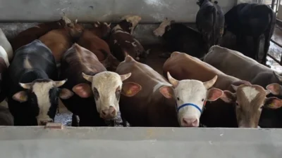  Cumhurbaşkanlığı İletişim Başkanlığı Dezenformasyonla