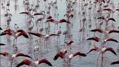 Tuz Gölü’nde flamingo sevinci Tuz Gölü’nde flamingo sevinci