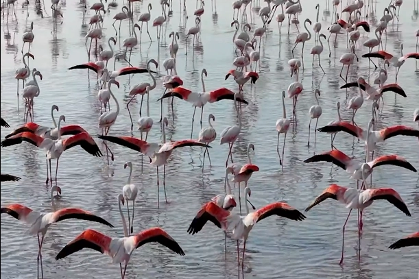 Tuz Gölü’nde flamingo sevinci Çevre, Şehircilik ve İklim
